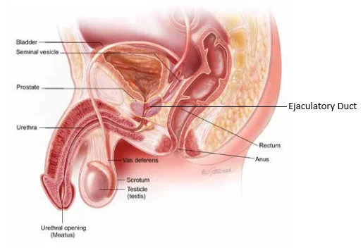 Male reproductive tract 